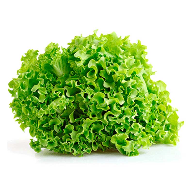 lechuga-crespa-verde-x-1-und-43027