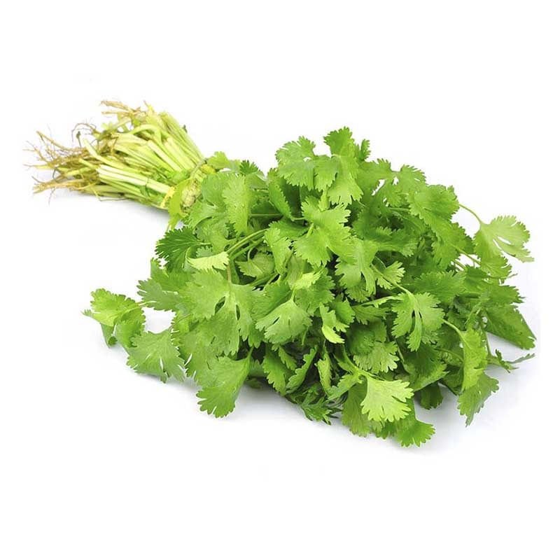 cilantro-x-und-6795