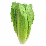 lechuga-romana-x-1-und-7707291570047