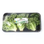 bandeja-cogollo-europeo-hortifresco-x-250-g-7700934000390