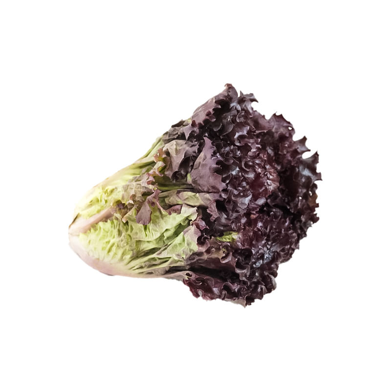lechuga-crespa-morada-x-und-7700934000431