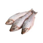 bocachico-fresco-x-500-lb2411190